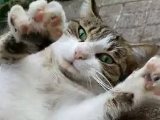 Adotta un gatto, femmina, 4 anni e 5 mesi, Roma