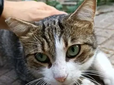 Adotta un gatto, taglia non valida, femmina, Roma