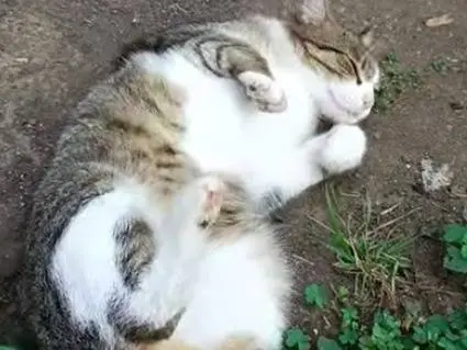 Adozione gatto, femmina, Razza sconosciuta Razza sconosciuta, 4 anni e 5 mesi, taglia non valida, Roma
