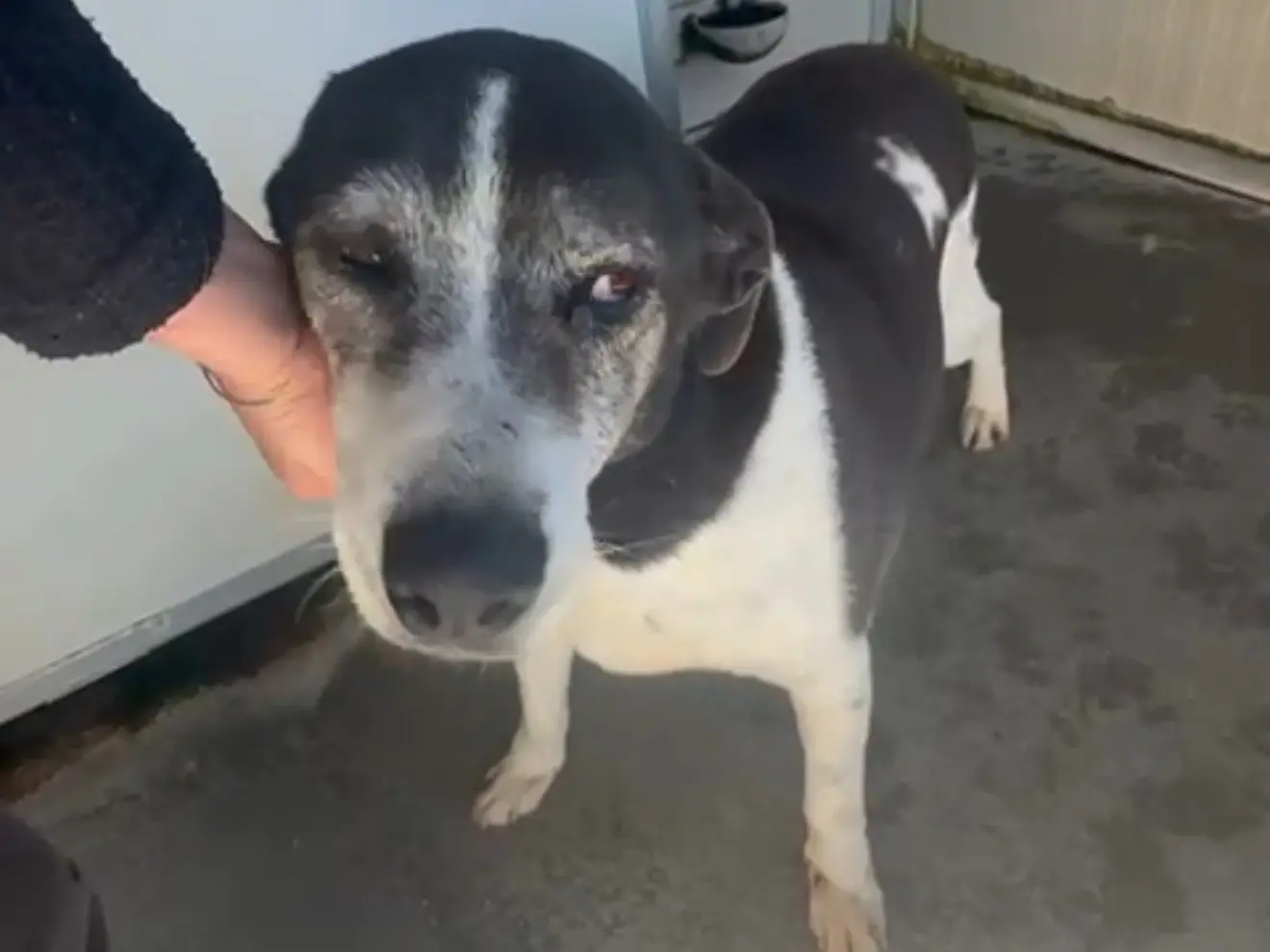 Adozione cane, maschio, Razza sconosciuta Razza sconosciuta, 12 anni, taglia media, Latina