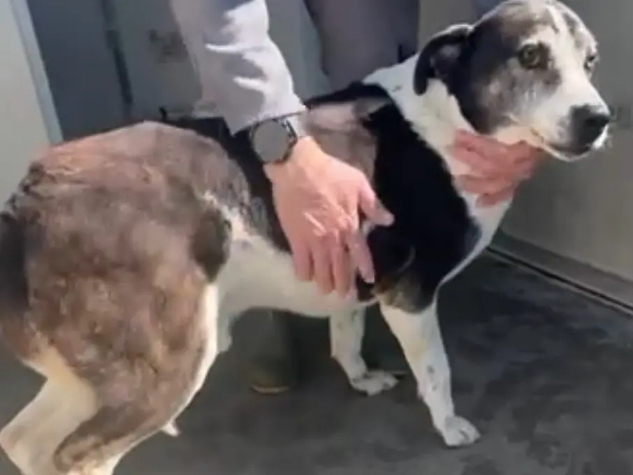 Adotta un cane, maschio, 12 anni, Latina