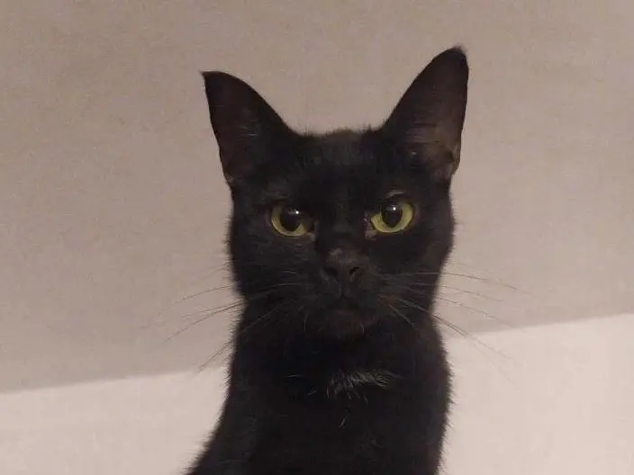 Adozione gatto, femmina, Razza sconosciuta Razza sconosciuta, 8 mesi, taglia non valida, Torino
