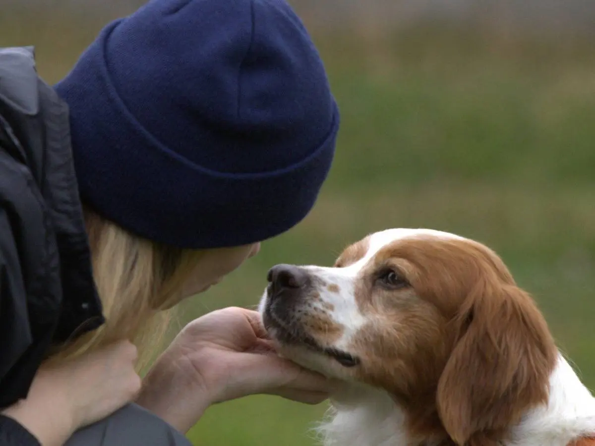 Adozione cane, maschio, Breton Razza sconosciuta, 8 anni e 6 mesi, taglia media contenuta, Milano