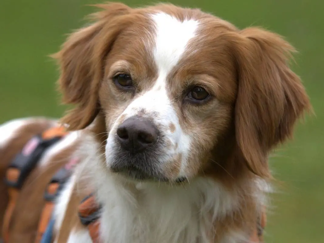 Adotta un cane, taglia media contenuta, maschio, Milano