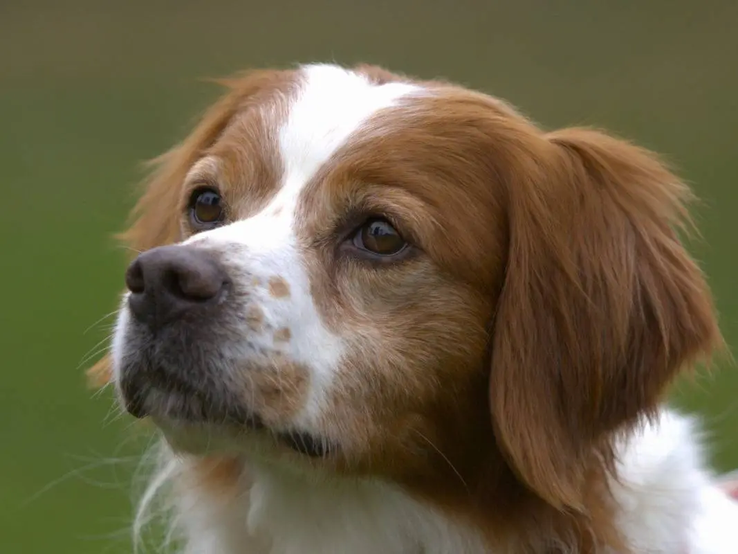 Adotta un cane, maschio, 8 anni e 6 mesi, Milano
