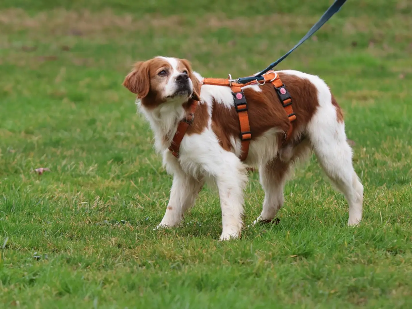 Adotta il cane HALO a Milano