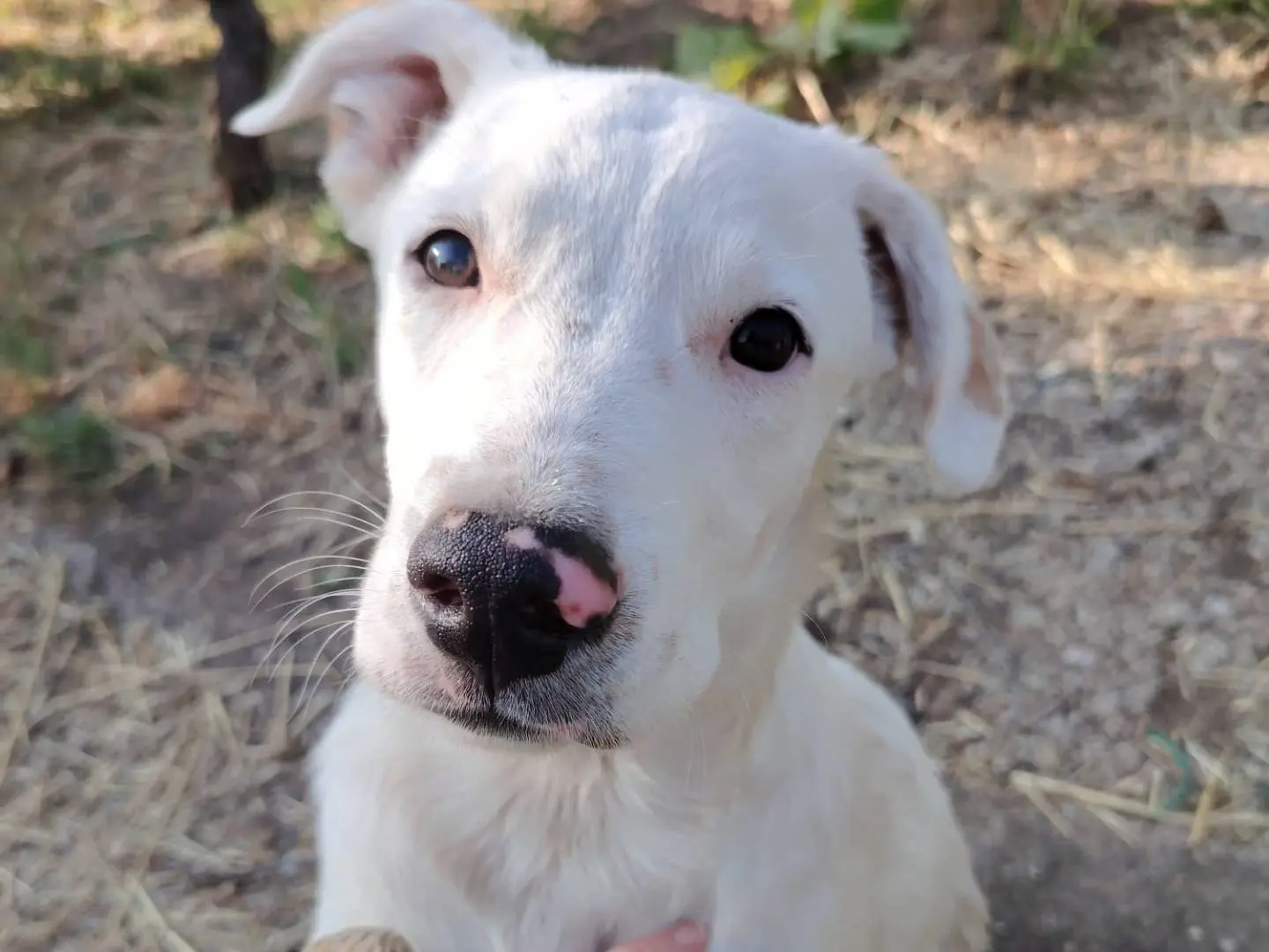 Adozione cane, maschio, Razza sconosciuta Razza sconosciuta, 2 anni e 8 mesi, taglia media, Potenza