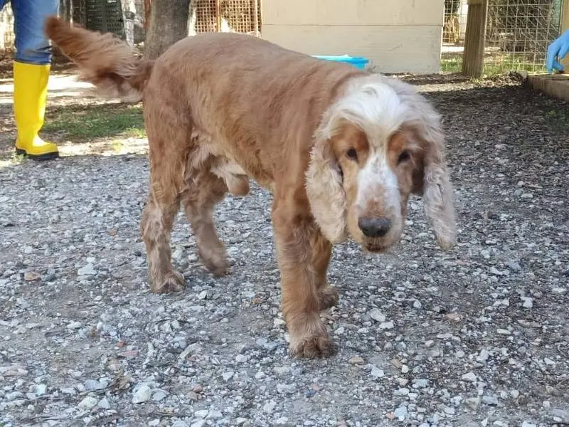 Adotta un cane, taglia media contenuta, maschio, Pisa