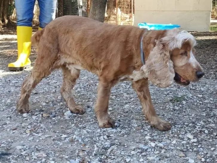 Vuoi adottare un cane a Pisa?