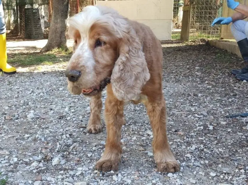 Adotta un cane, maschio, 11 anni e 1 mese, Pisa