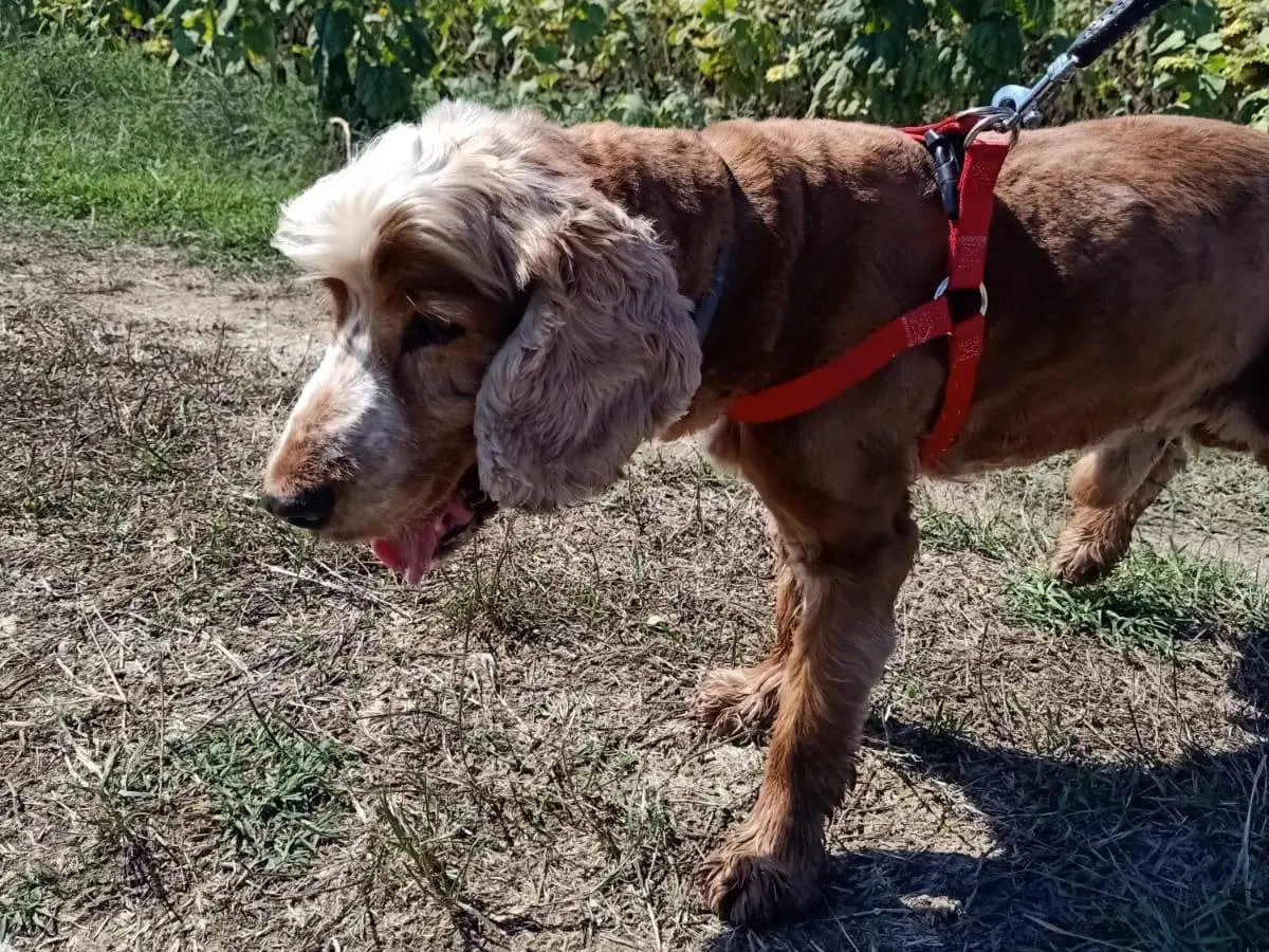 Adozione cane, maschio, Cocker Spaniel Razza sconosciuta, 11 anni e 1 mese, taglia media contenuta, Pisa