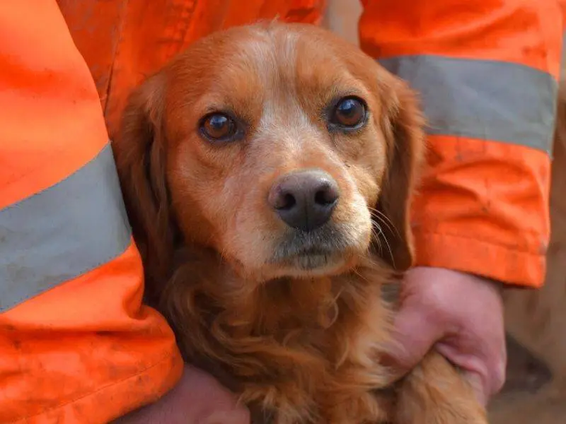 Adozione cane, femmina, Breton Razza sconosciuta, 10 anni e 9 mesi, taglia media contenuta, Matera