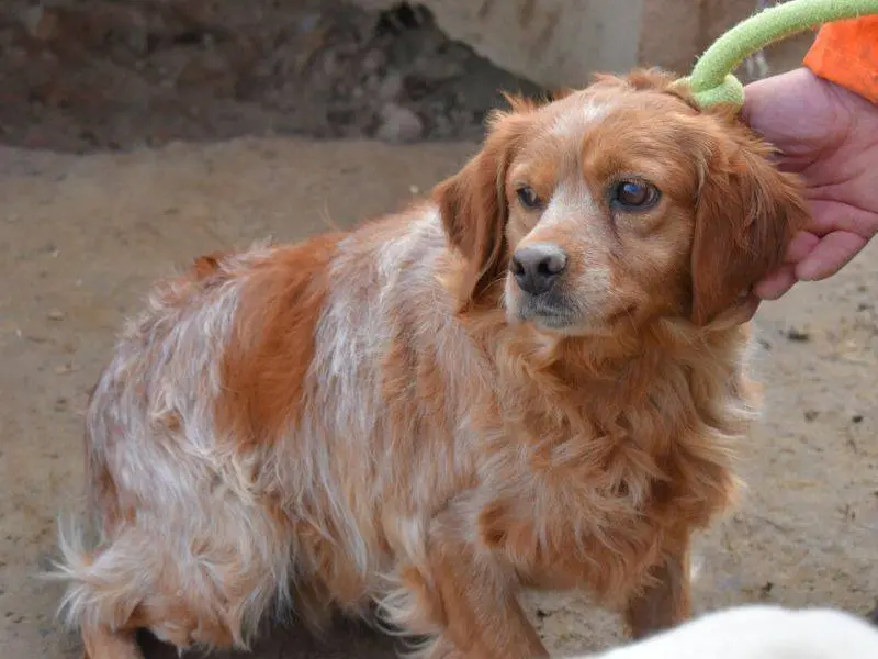 Adotta un cane, femmina, 10 anni e 9 mesi, Matera