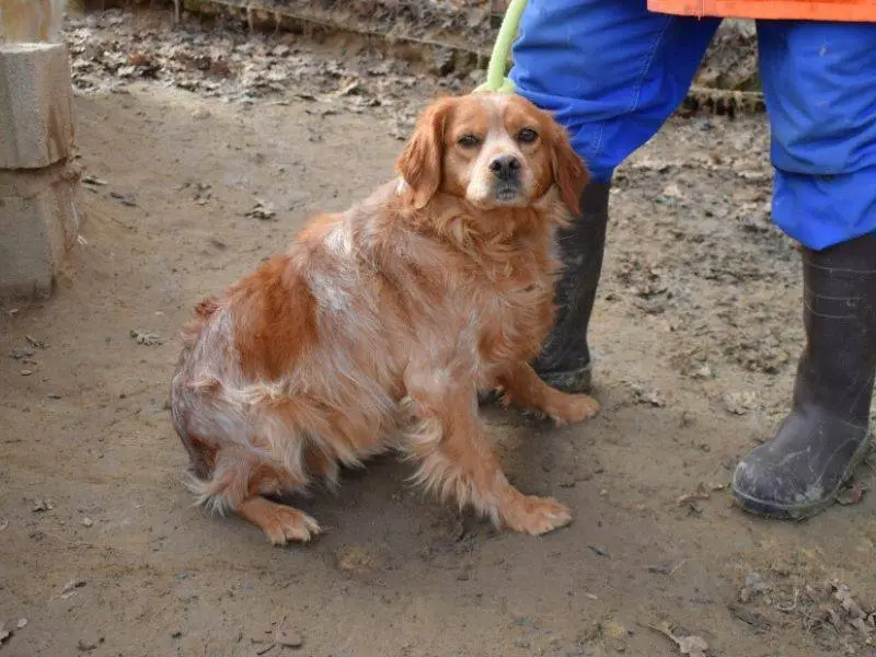 Adotta un cane, taglia media contenuta, femmina, Matera