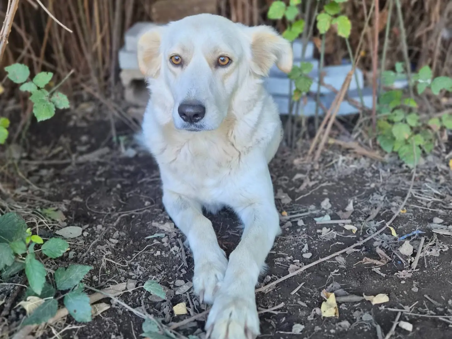 Adotta un cane, femmina, 2 anni e 9 mesi, Caserta