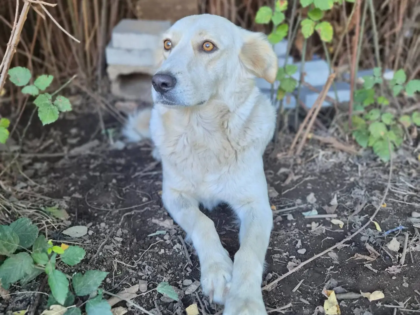 Adozione cane, femmina, Razza sconosciuta Razza sconosciuta, 2 anni e 9 mesi, taglia media, Caserta