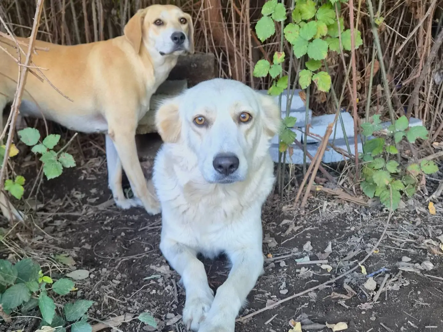 Adotta un cane, taglia media, femmina, Caserta