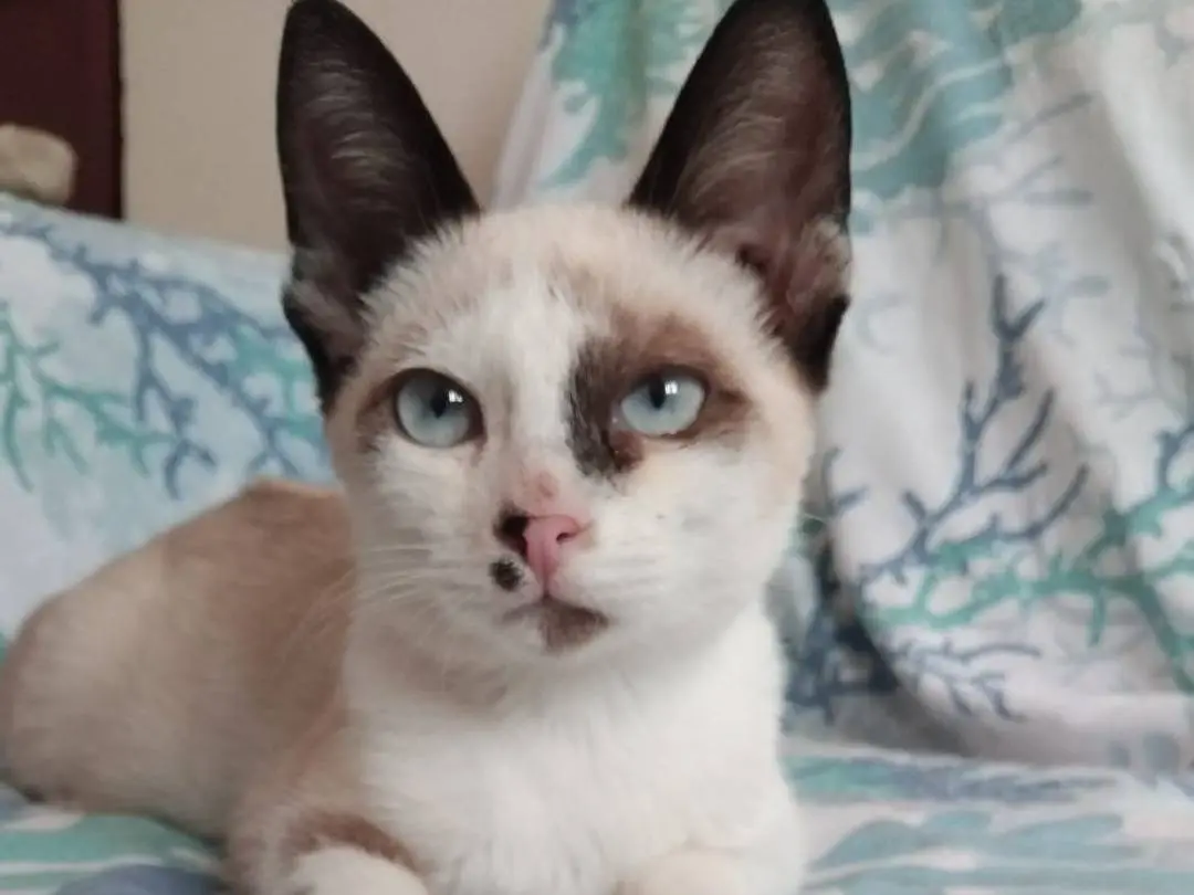 Adozione gatto, maschio, Razza sconosciuta Razza sconosciuta, 5 mesi, taglia non valida, Brescia