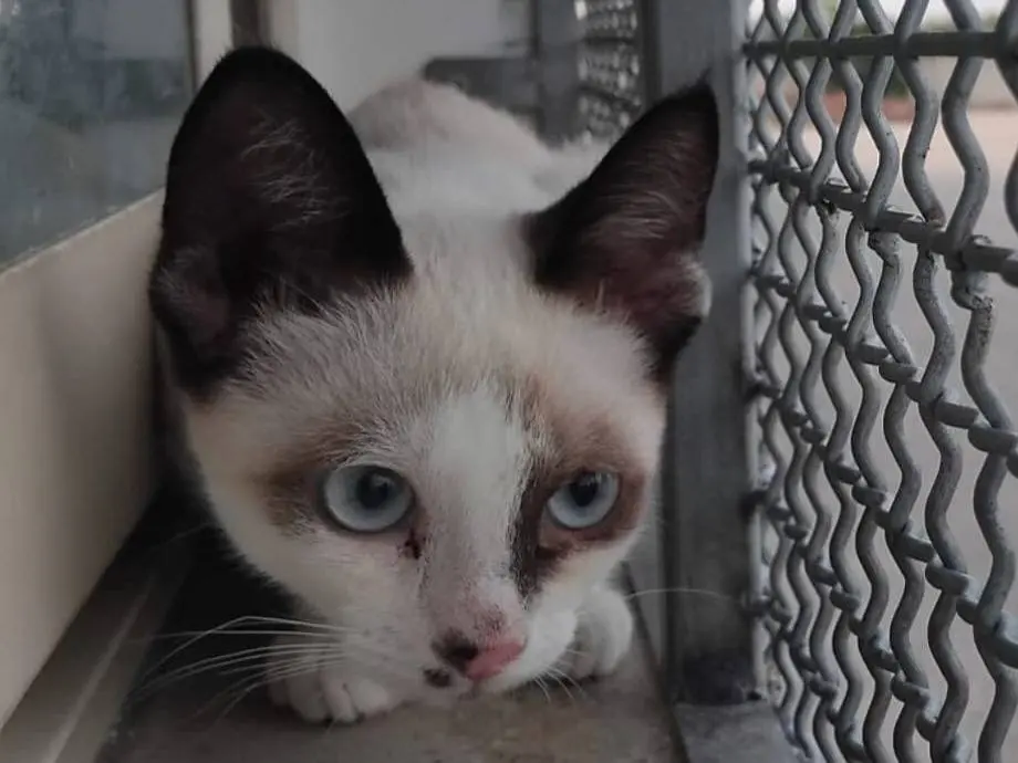 Adotta un gatto, maschio, 5 mesi, Brescia