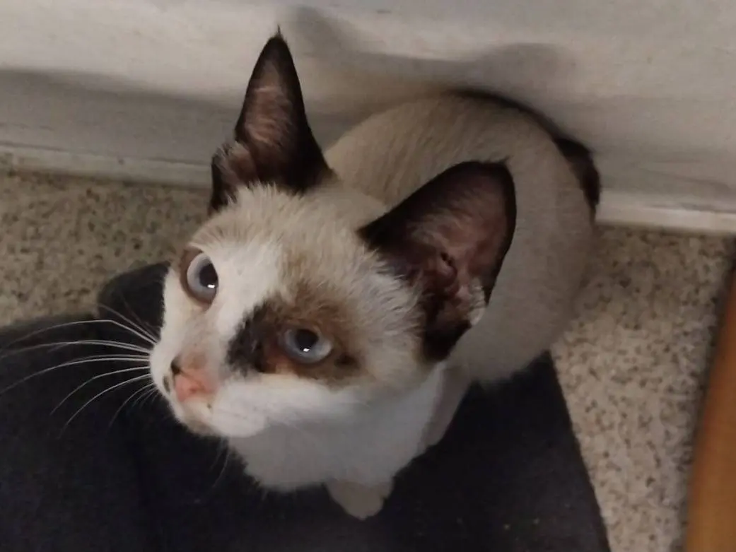 Vuoi adottare un gatto a Brescia?