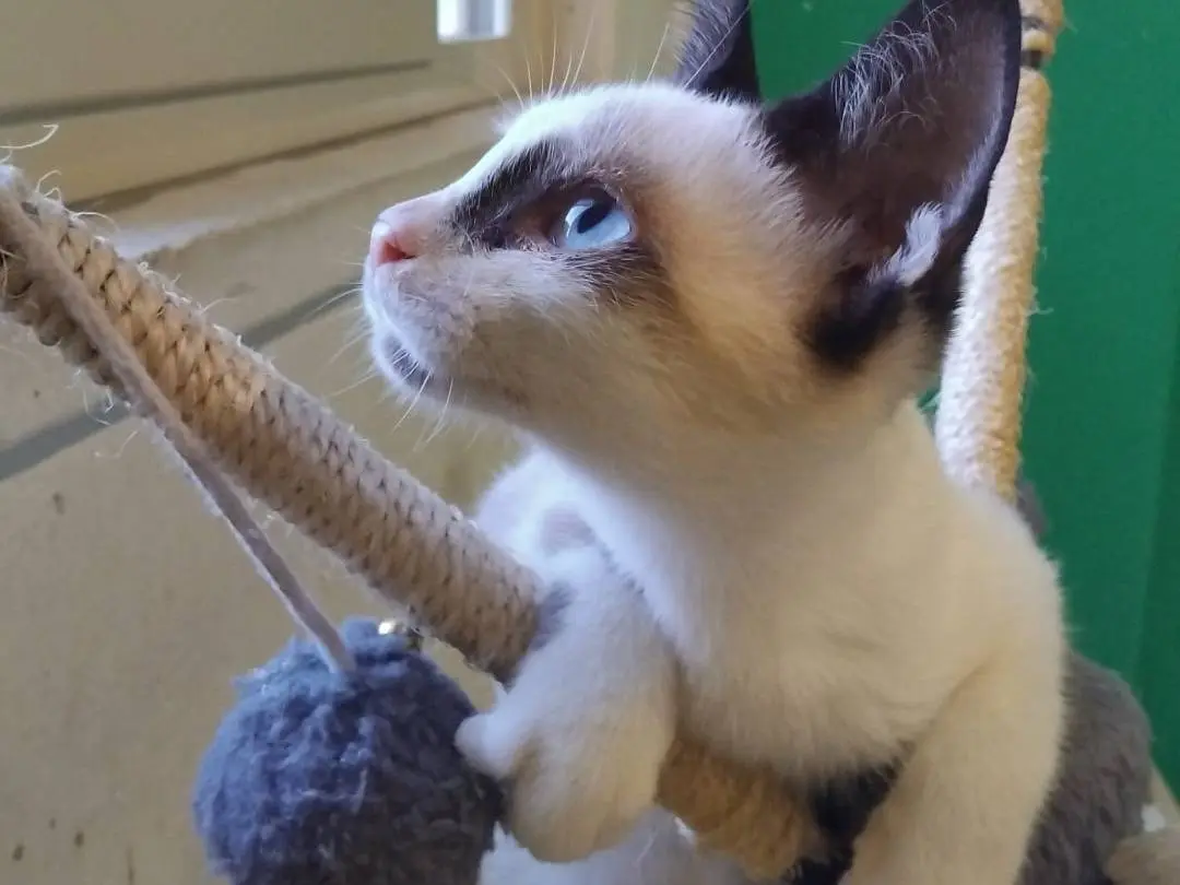 Adotta un gatto, taglia non valida, maschio, Brescia