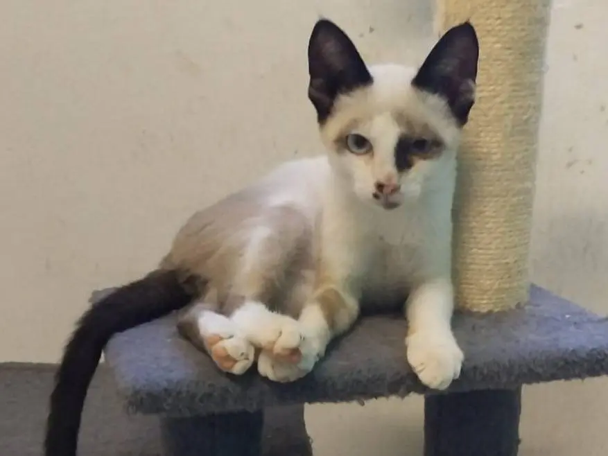 Adotta il gatto Celestino a Brescia