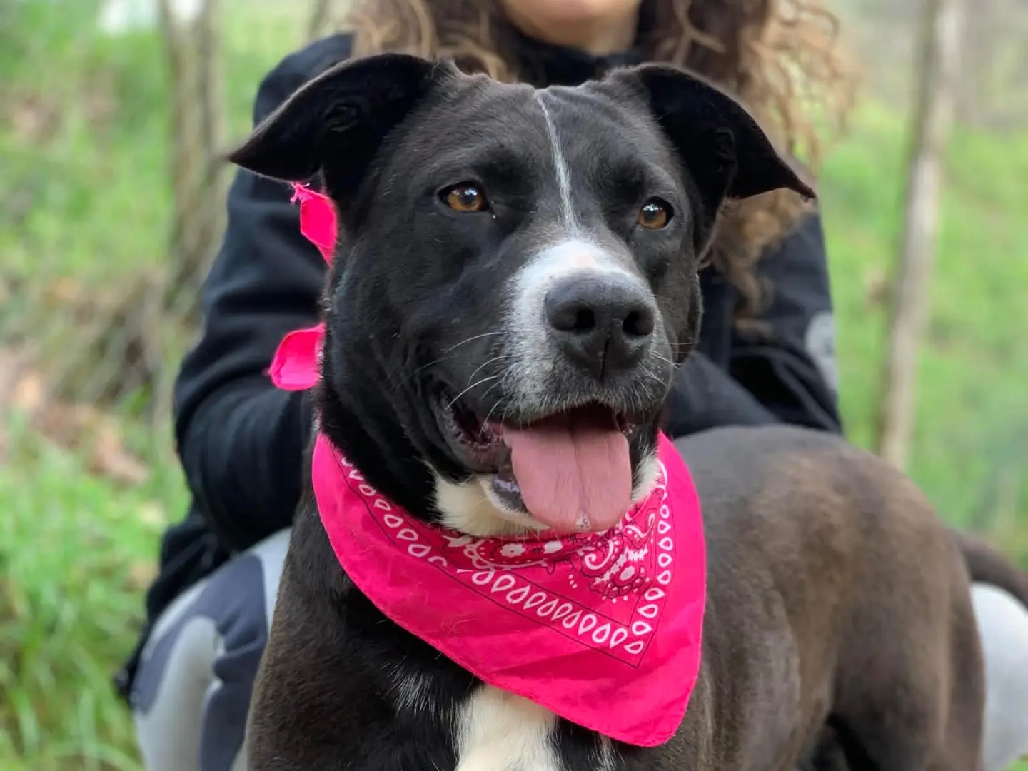 Adotta un cane, femmina, 2 anni e 7 mesi, Latina