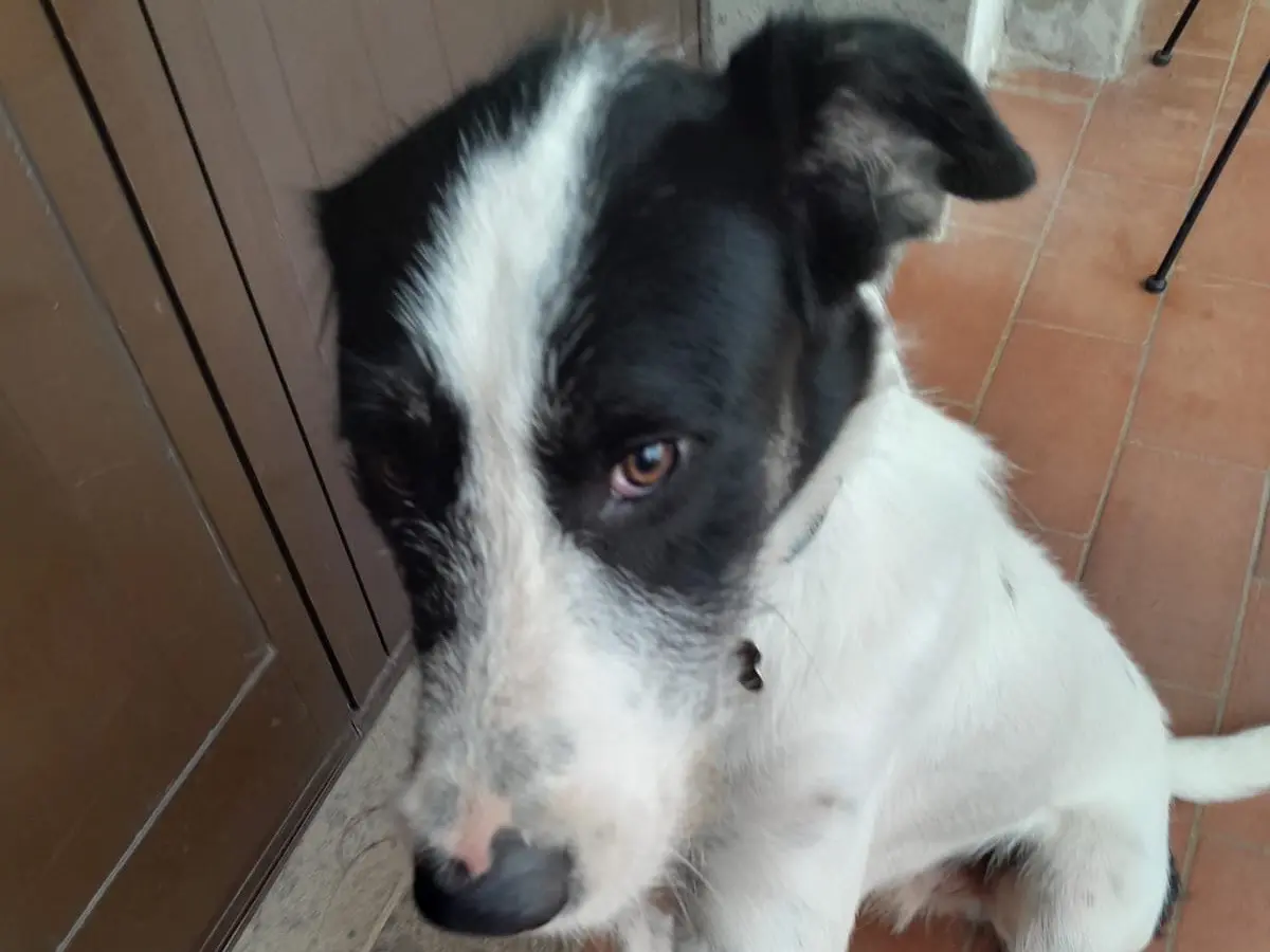 Adozione cane, maschio, Razza sconosciuta Razza sconosciuta, 2 anni e 1 mese, taglia media, Bergamo