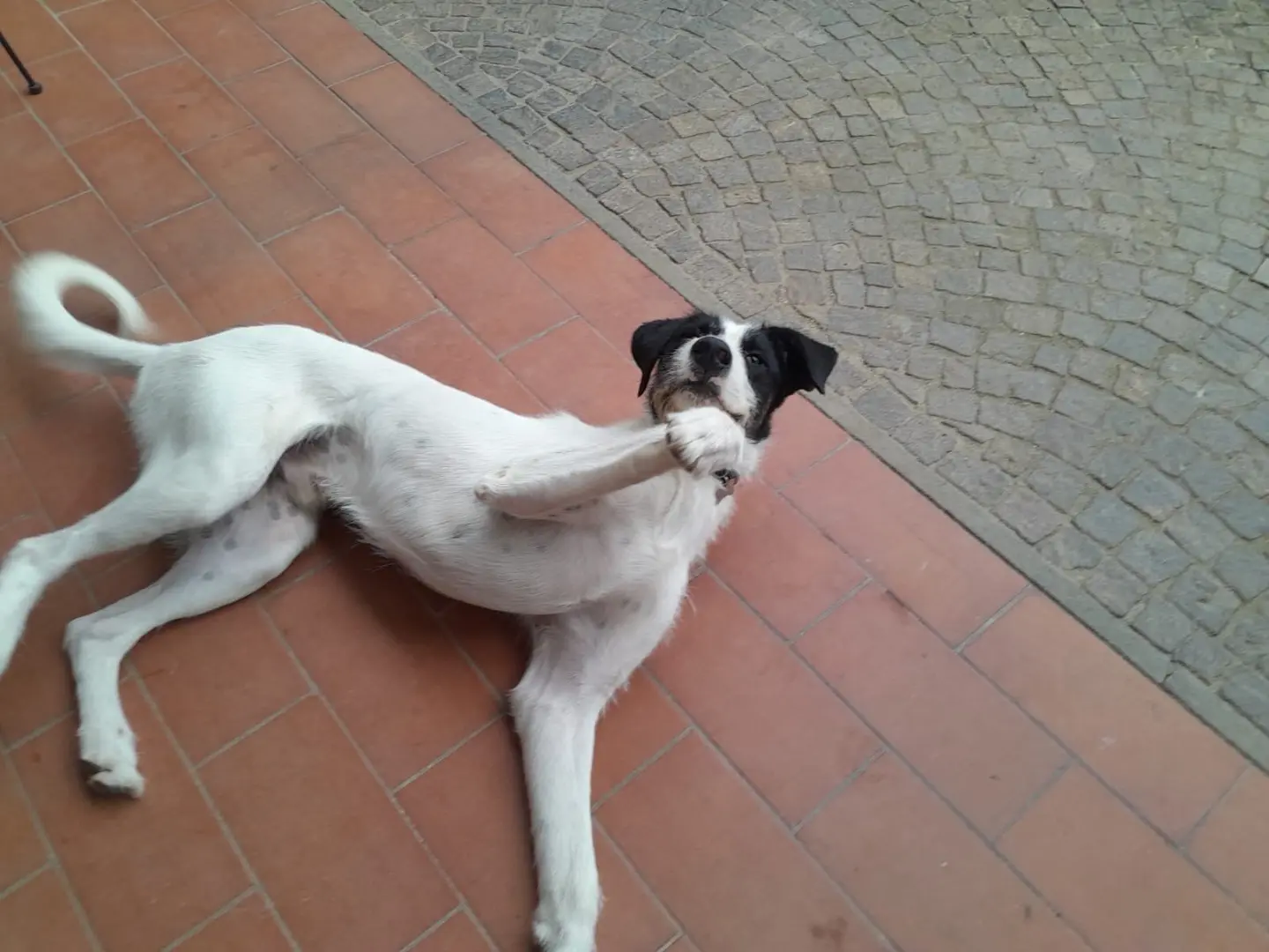 Adotta un cane, maschio, 2 anni e 1 mese, Bergamo