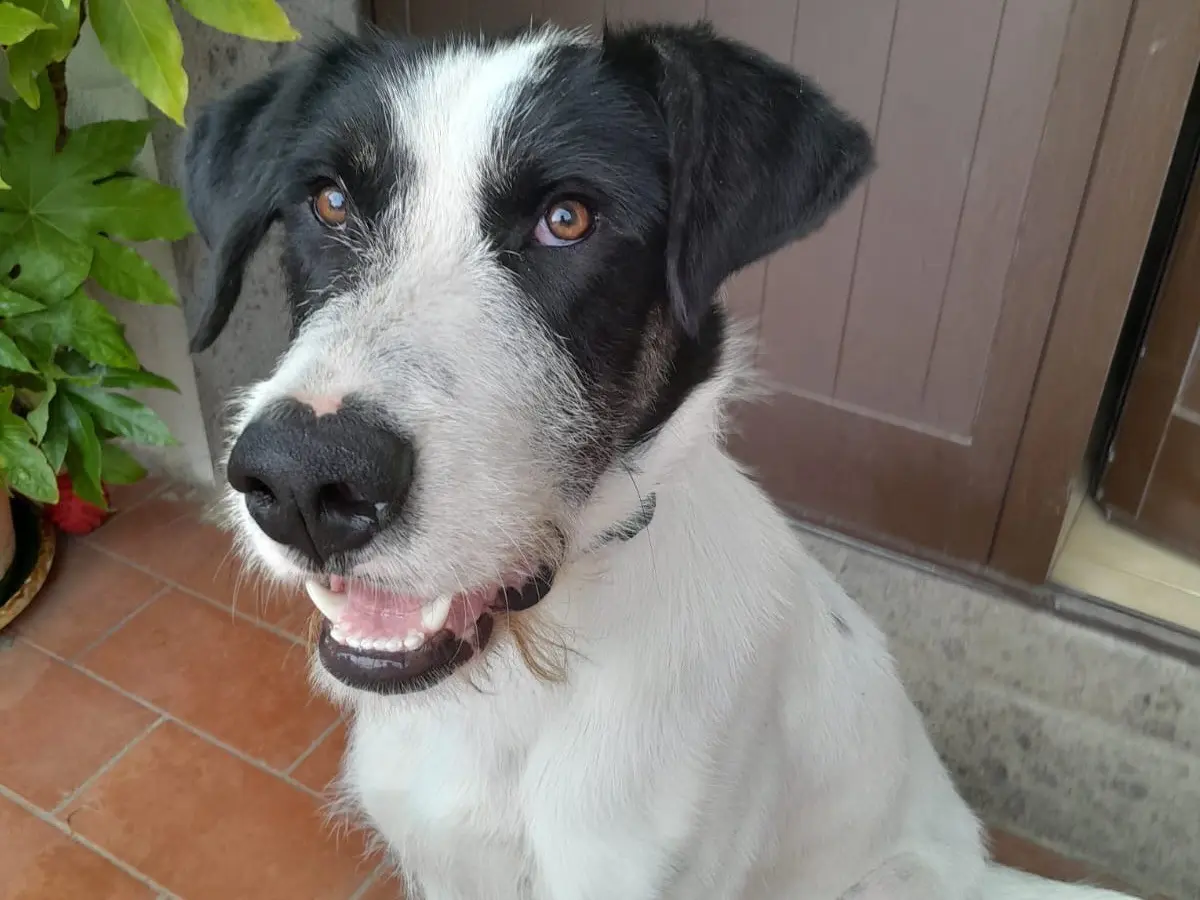 Vuoi adottare un cane a Bergamo?