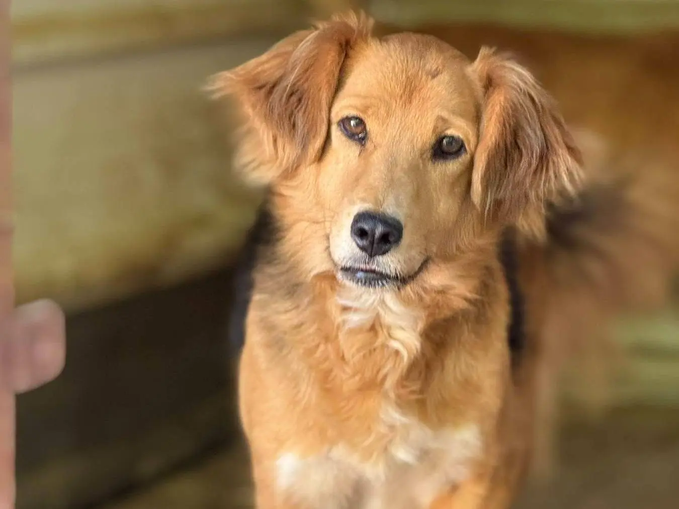 Vuoi adottare un cane a Firenze?
