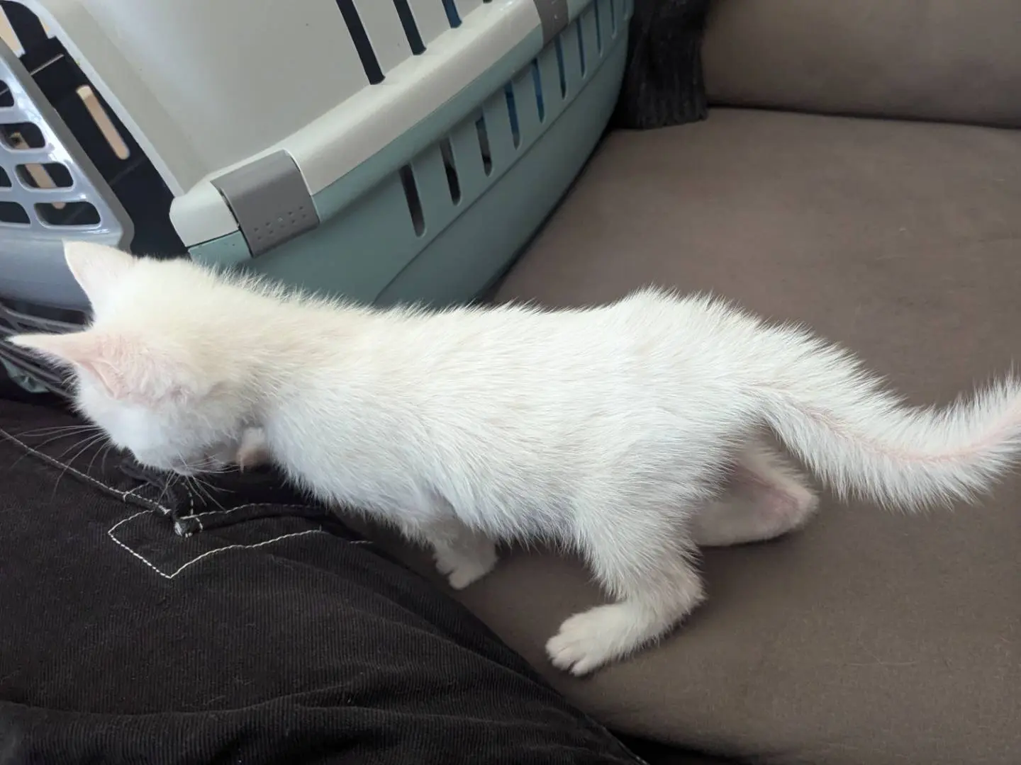 Adotta il gatto Bianca e Bernie  a Teramo