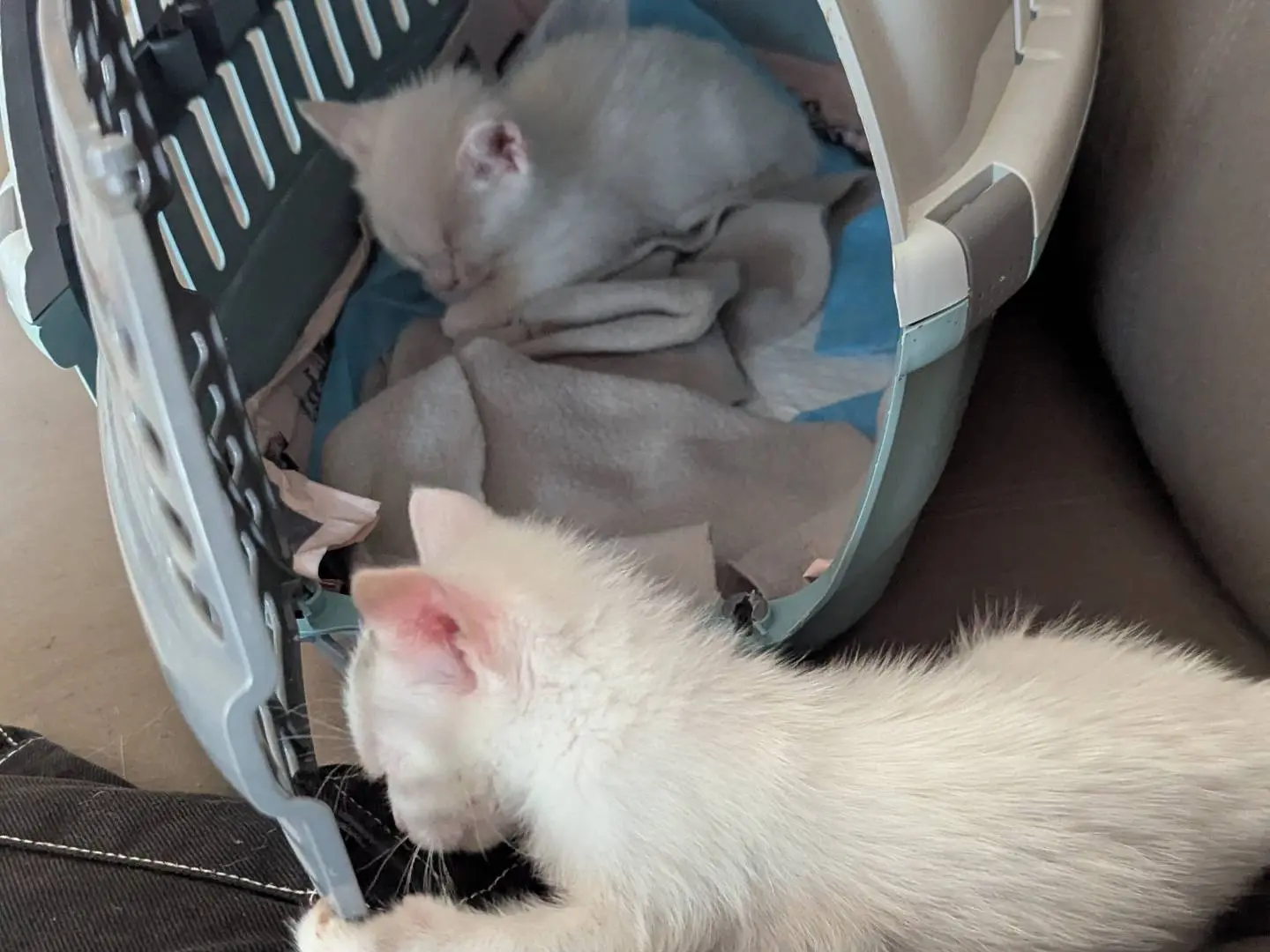 Vuoi adottare un gatto a Teramo?