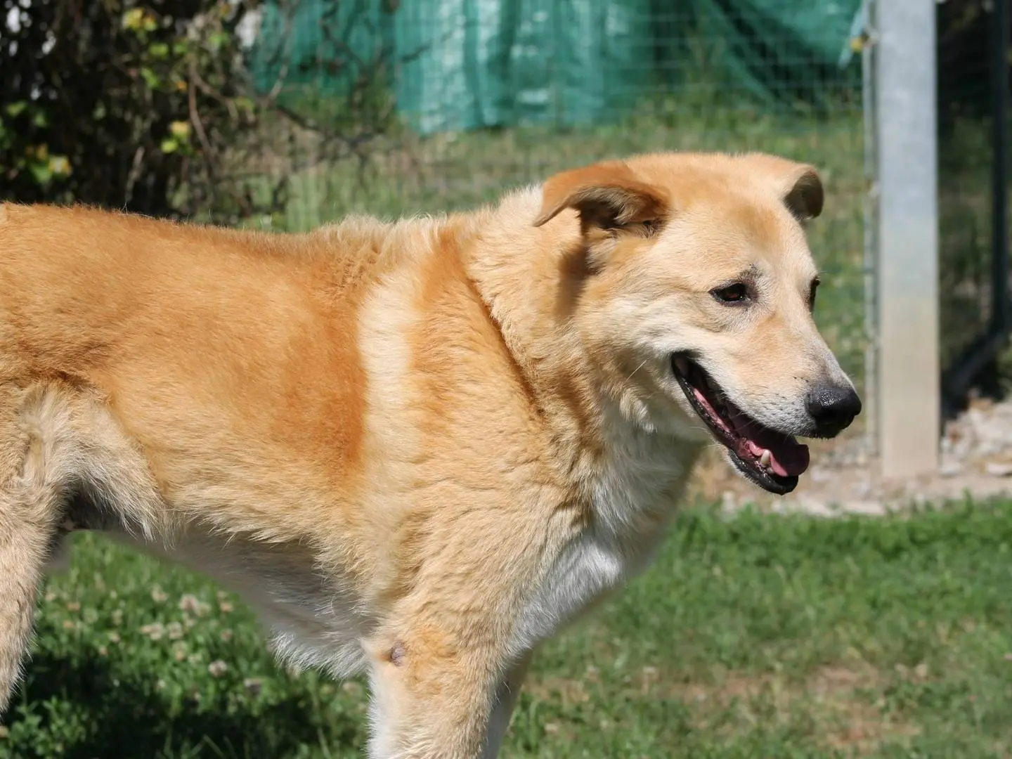 Adozione cane, maschio, Razza sconosciuta Razza sconosciuta, 14 anni e 2 mesi, taglia media, Bologna