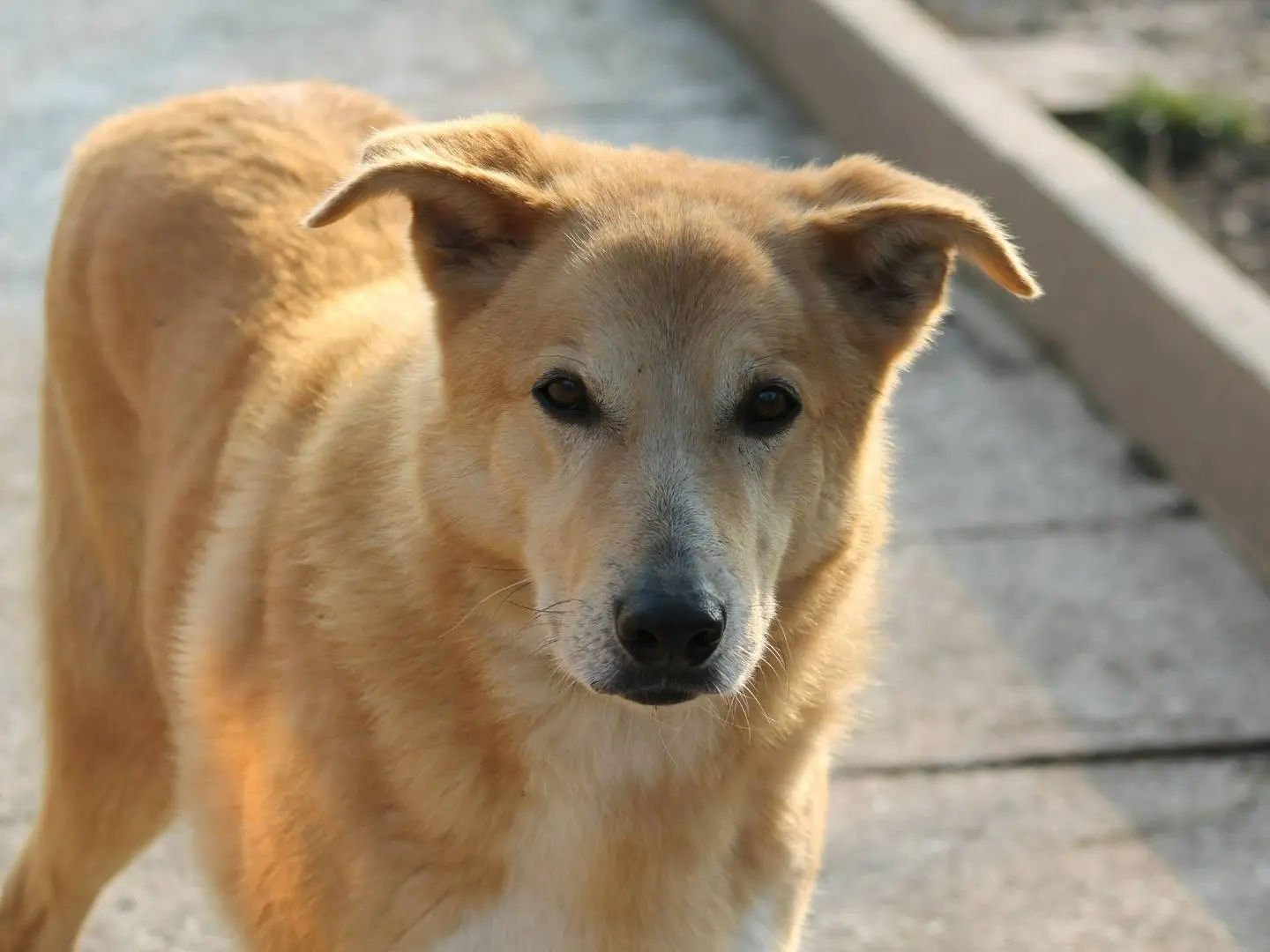 Adotta un cane, taglia media, maschio, Bologna