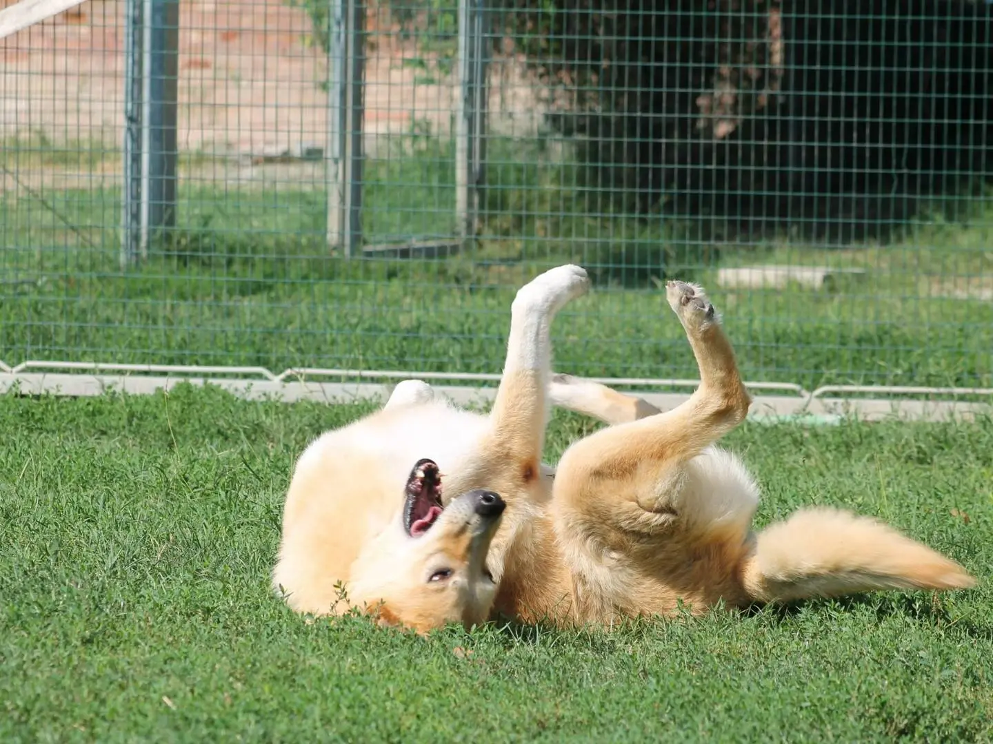 Adotta un cane, maschio, 14 anni e 2 mesi, Bologna