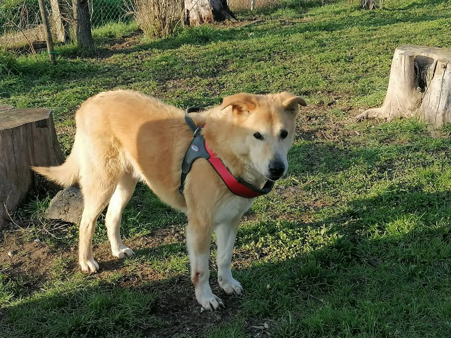 Vuoi adottare un cane a Bologna?