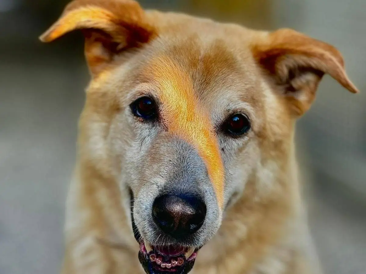 Adotta il cane Luigi a Bologna