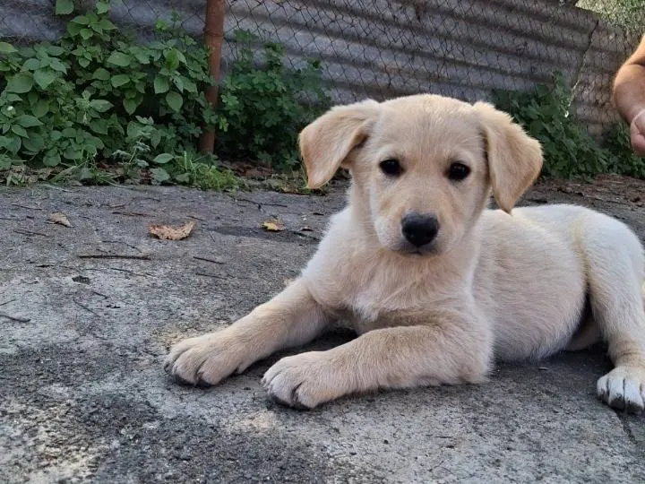 Adotta un cane, femmina, 1 anno, Siracusa