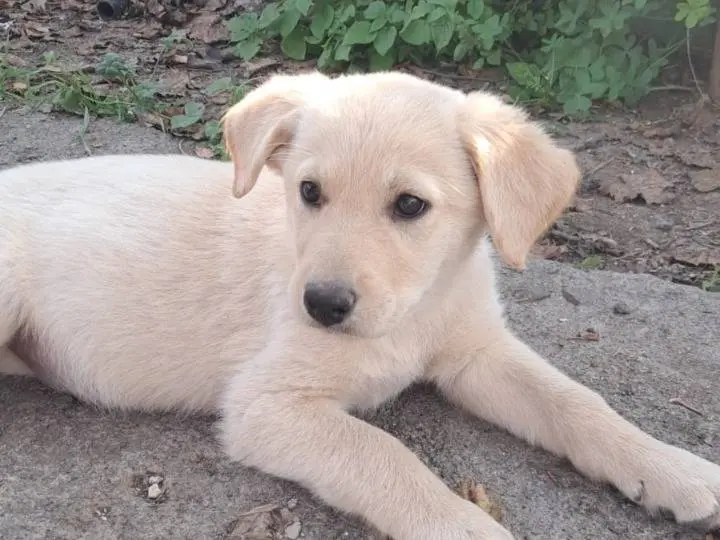 Adozione cane, femmina, Pastore maremmano Labrador Retriever, 1 anno, taglia grande, Siracusa