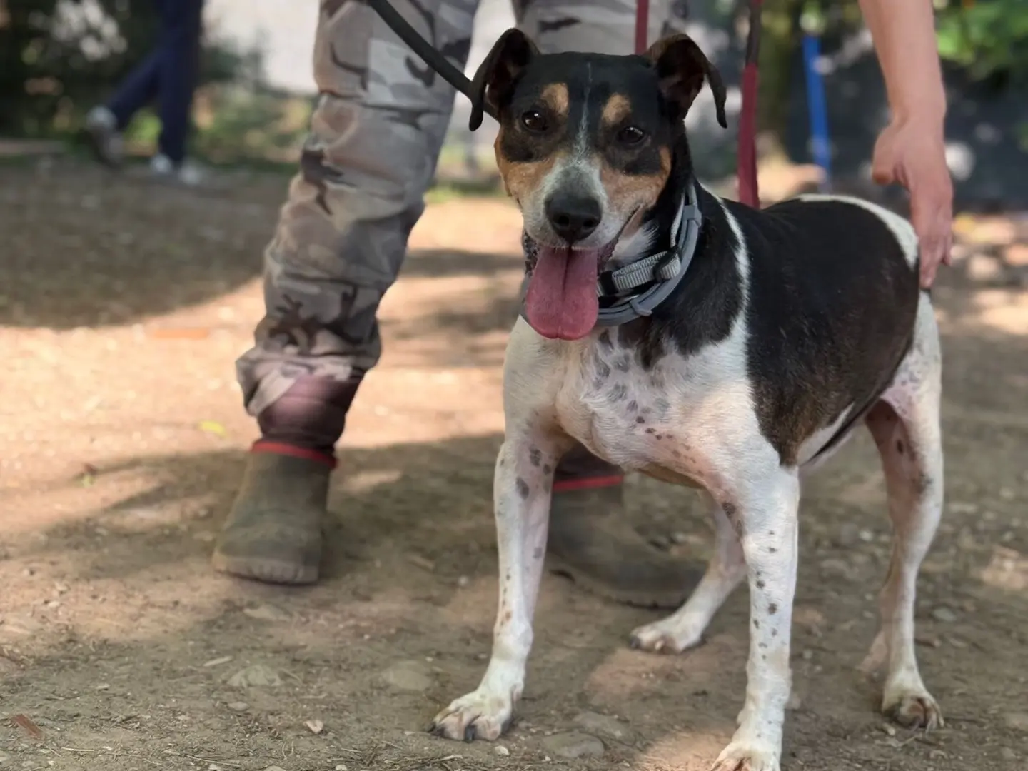 Adozione cane, maschio, Razza sconosciuta Razza sconosciuta, 7 anni e 10 mesi, taglia media contenuta, Milano