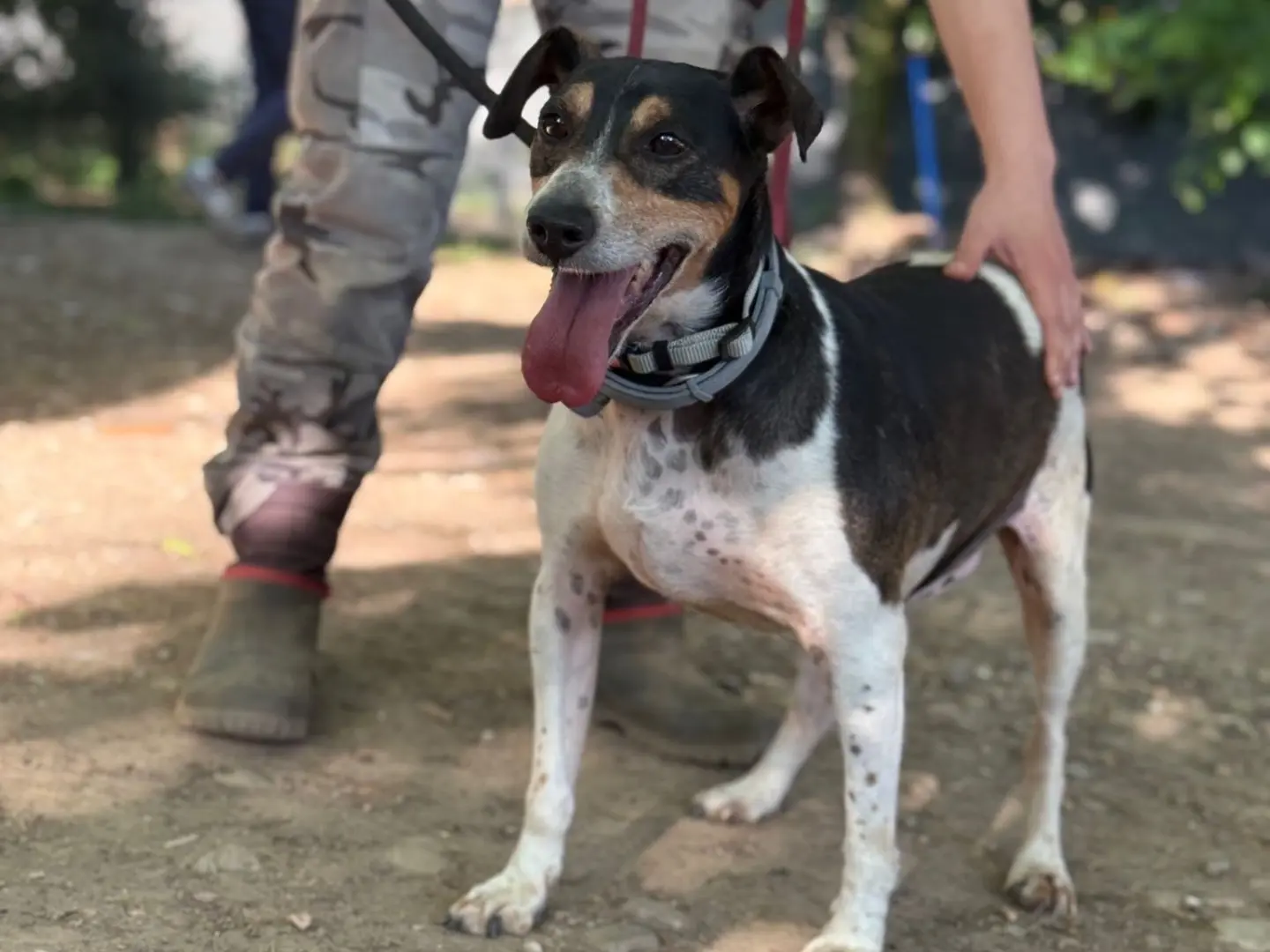 Adotta un cane, maschio, 7 anni e 10 mesi, Milano