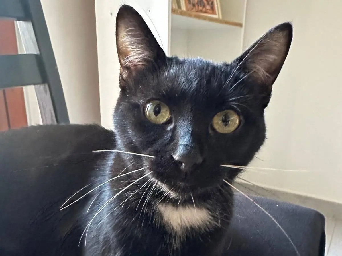 Adotta un gatto, maschio, 1 anno e 5 mesi, Teramo