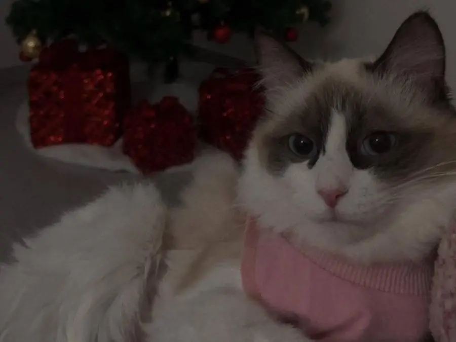 Adotta un gatto, taglia non valida, maschio, Teramo