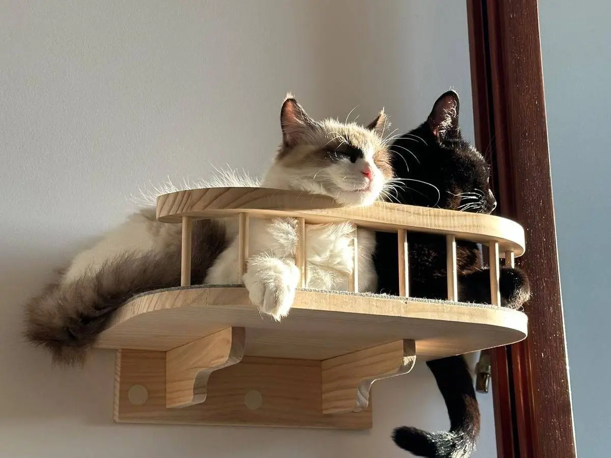 Adozione gatto, maschio, Razza sconosciuta Razza sconosciuta, 1 anno e 5 mesi, taglia non valida, Teramo