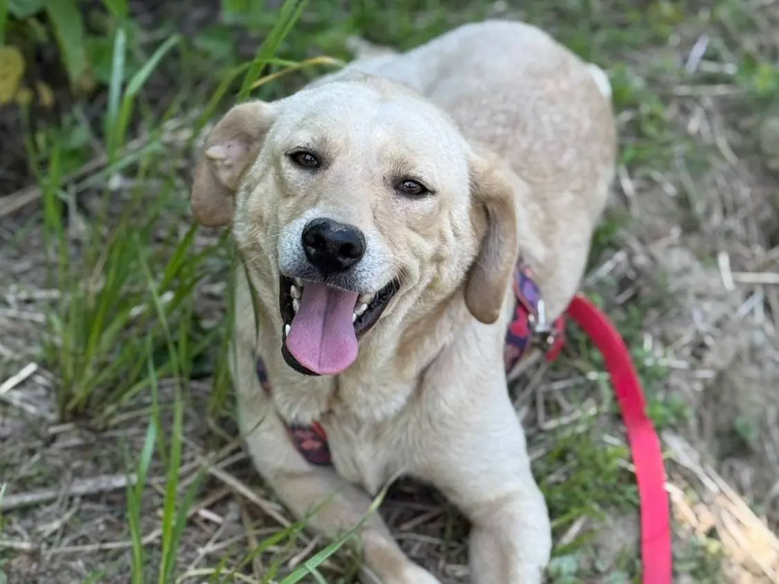 Vuoi adottare un cane a Firenze?