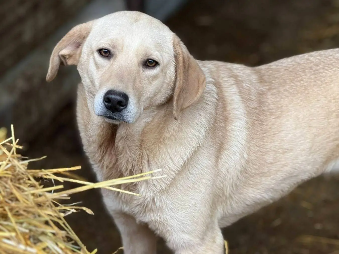Adotta un cane, femmina, 2 anni e 5 mesi, Firenze