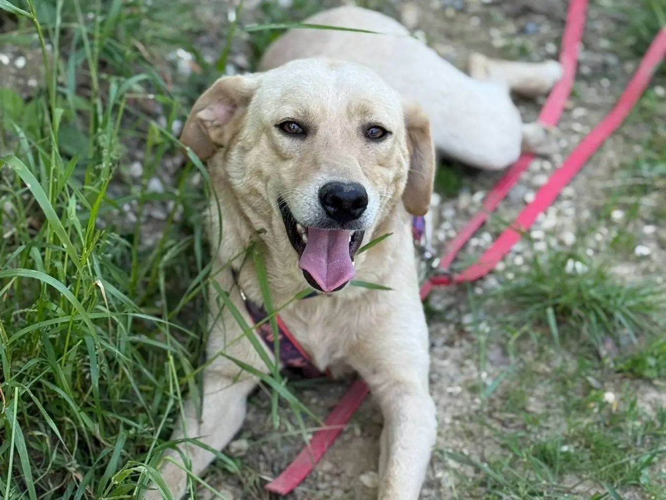 Adozione cane, femmina, Labrador Retriever Razza sconosciuta, 2 anni e 5 mesi, taglia media, Firenze