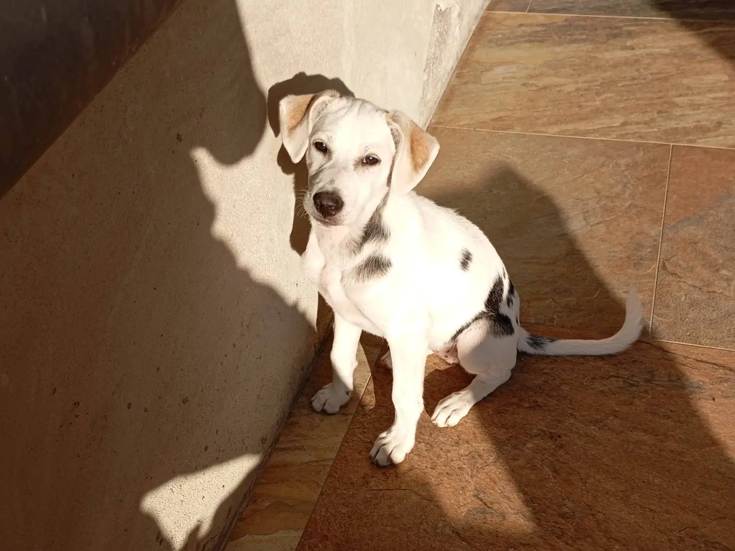 Foto 1 dell'animale