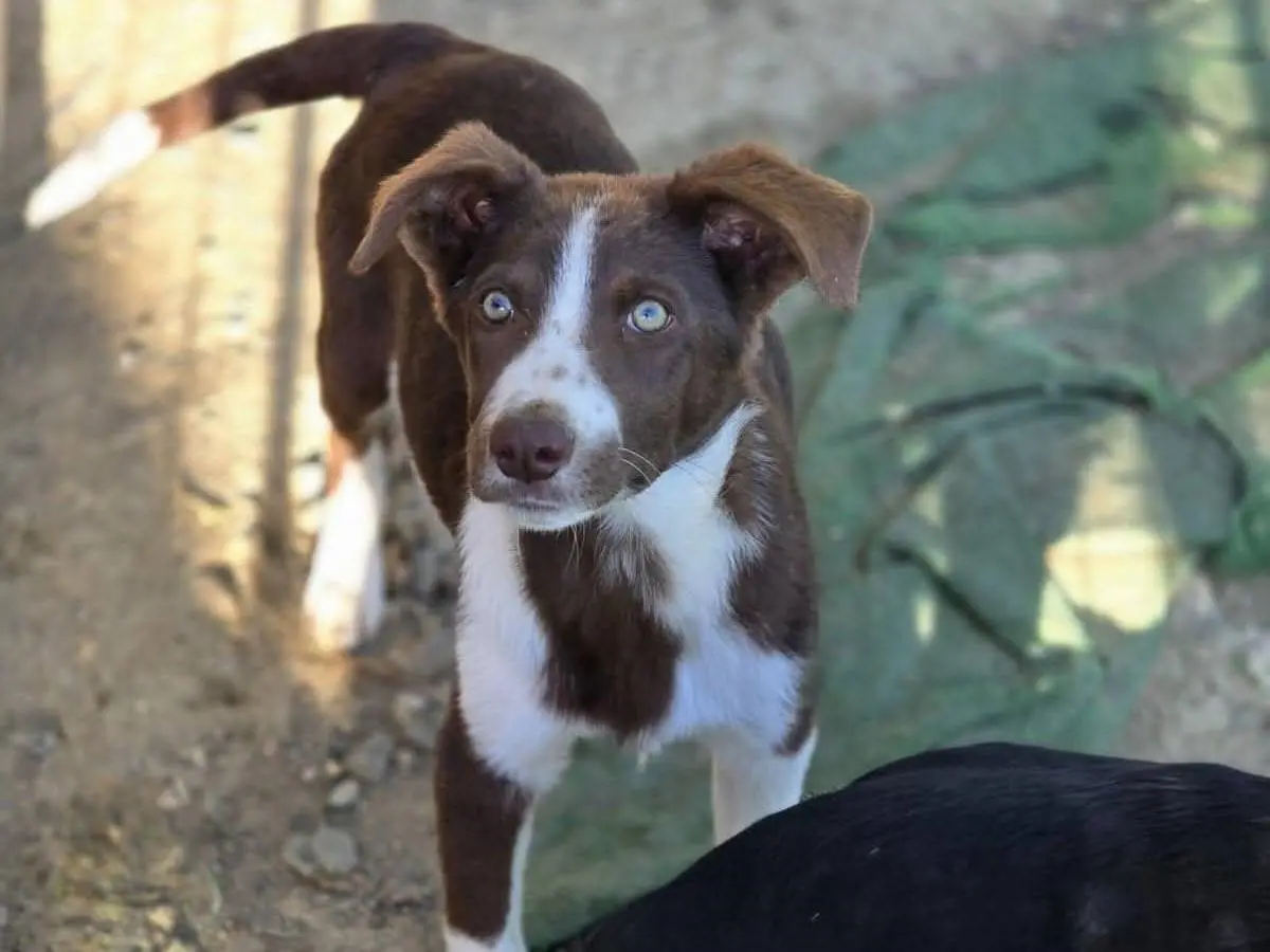 Adozione cane, maschio, Razza sconosciuta Razza sconosciuta, 1 anno, taglia media, Catania